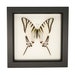 see more listings in the Framed BUTTERFLIES section