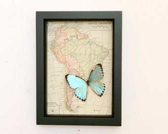 Antique Map of South America with real blue morpho