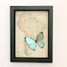 see more listings in the Butterflies & OLD MAPS section