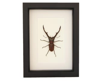 Escarabajo ciervo gigante Cyclommatus metallifer enmarcado, 6x8 pulgadas, exhibición de insectos con protección UV.
