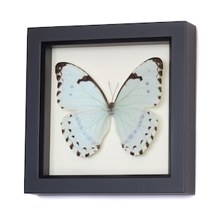 Framed Butterfly Display, Mint Morpho Insect Art image 1