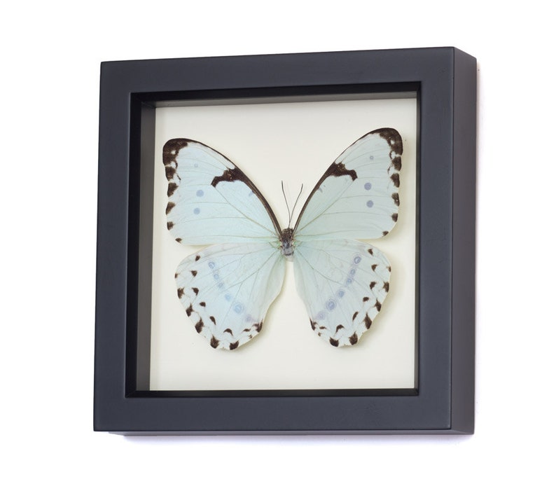 Framed Butterfly Display, Mint Morpho Insect Art image 1