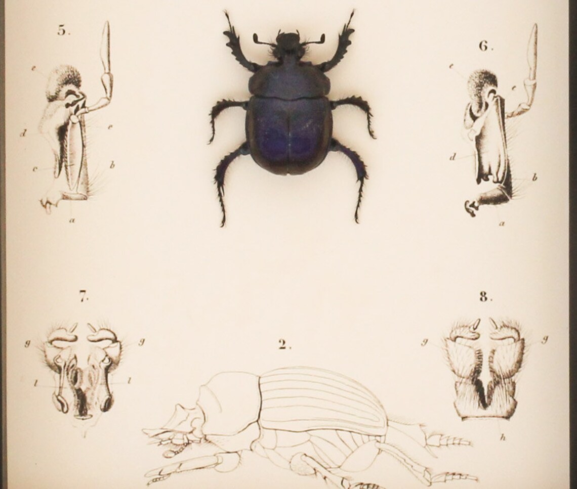Preserved Scarab Beetle Anatomy Taxidermy Display - Etsy
