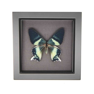 Real Framed Moth Day Flying Alcides Black Background 6x6