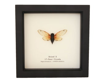 Real Framed Brood X Periodical Cicada Taxidermy 6x6