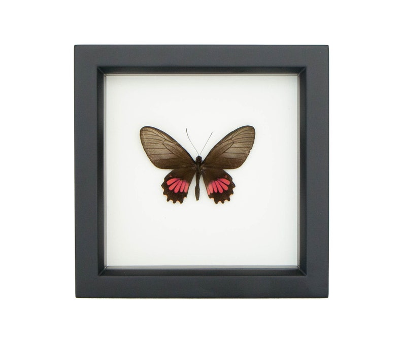 Real Butterfly Frame Parides Neophilus Olivencius - Etsy