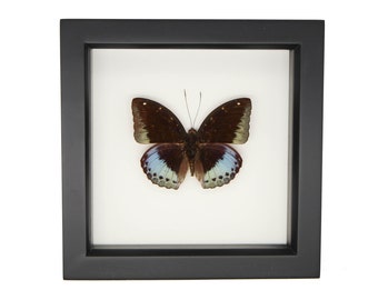 Framed Blue Common Archduke Butterfly Lexias pardalis