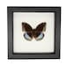 see more listings in the Framed BUTTERFLIES section