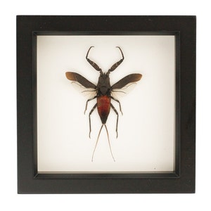 May include: A framed insect specimen of a giant water bug with brown wings and a red abdomen. The bug is displayed on a white background with a black frame.