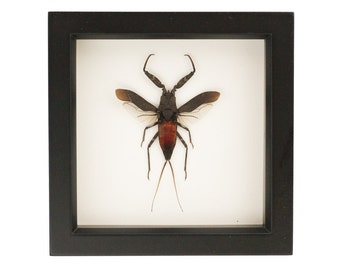 Framed Giant Water Bug Toe Biter Display