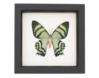Real Framed Day Flying Tropical Moth 6x6 inch UV Blocking Display