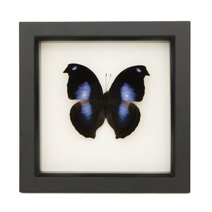 May include: A framed black butterfly with blue iridescent wings. The butterfly is mounted on a white background and framed in a black frame.