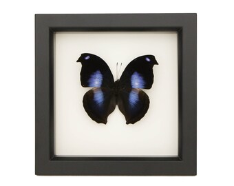 Framed Blue Moonset Hookwing Butterfly Art Display Napeocles jucunda 6x6
