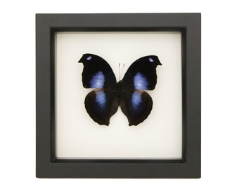 May include: A square black frame containing a preserved butterfly with dark black wings featuring iridescent blue patches and small white spots on the upper wing tips, displayed against a plain white background within the frame.