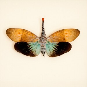 Real Framed Insect Display Lantern fly 6x6