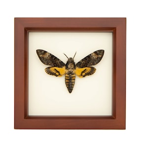 Real Framed Death Head Moth Insect Art 6x6 image 2
