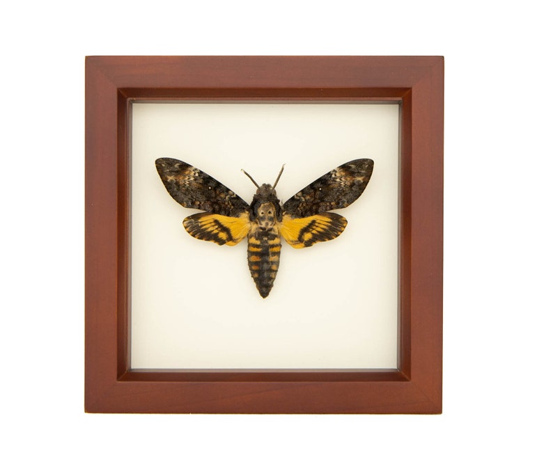 Real Framed Death Head Moth Insect Art 6x6 image 2