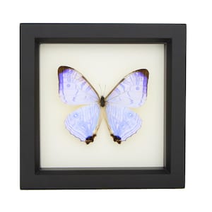 May include: A preserved butterfly with iridescent light blue and lavender wings featuring dark brown edges and intricate patterns, displayed inside a square black frame against a plain off-white background, creating a clear and focused presentation.
