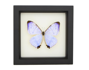 Framed Morpho Butterfly Decor Display
