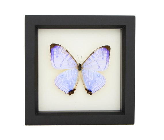 Framed Morpho Butterfly Decor Display 6x6 UV blocking Glass