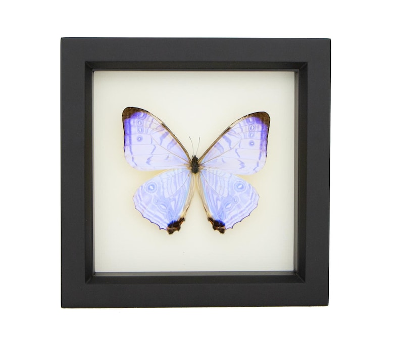 May include: A preserved butterfly with iridescent light blue and lavender wings featuring dark brown edges and intricate patterns, displayed inside a square black frame against a plain off-white background, creating a clear and focused presentation.