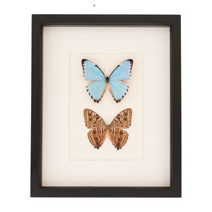 Real Blue Morpho Butterflies Art Front and Back 9x11 image 1