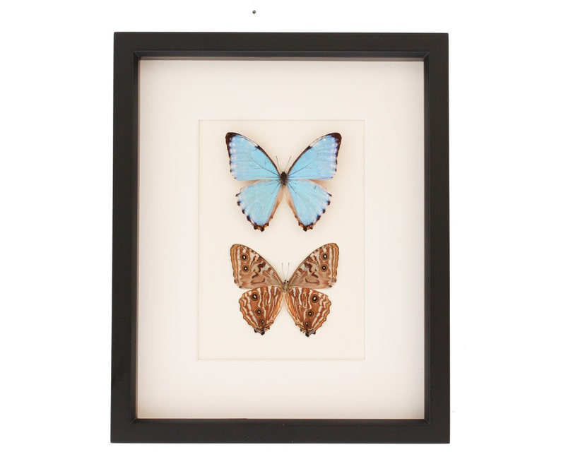 Real Blue Morpho Butterflies Art Front and Back 9x11 image 1