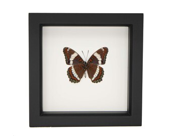 Exhibición de taxidermia de mariposa almirante blanca (Limenitis arthemis) Marco de 6x6