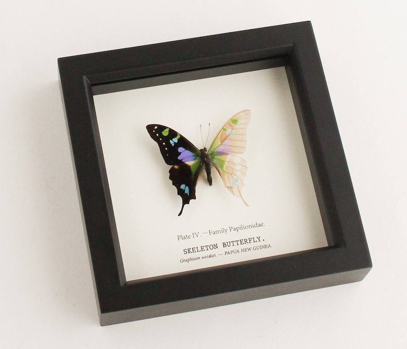 Cabinet of Curiosity Framed Skeleton Butterly Taxidermy image 2