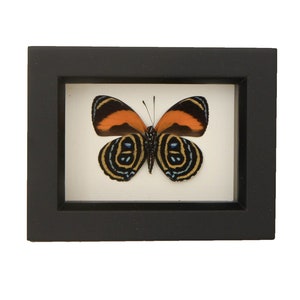 Real Framed Insect Display 88 Excelsior CALLICORE PASTAZZA 3.5x4.5
