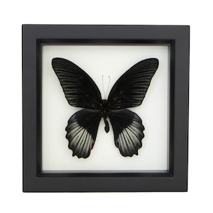 Framed Black Butterfly Papilio rumanzovia Display UV Blocking Glass 6x6