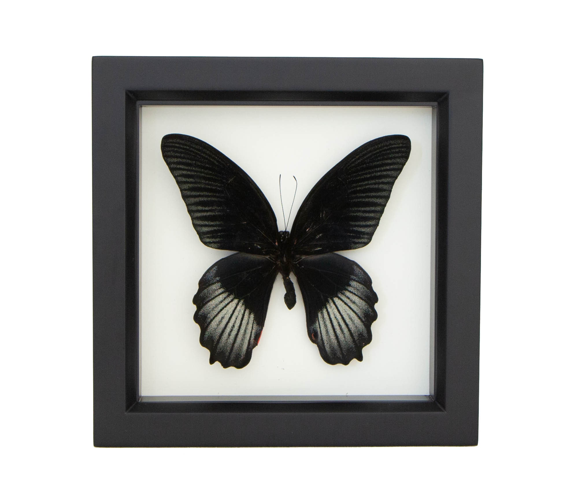 Black Butterfly Wall Art