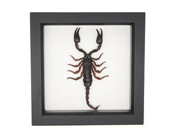 Framed Scorpion Insect Taxidermy 6x6 display