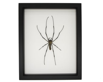 Preserved Real Orb Weaver Spider Decor Display 9x11