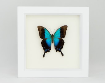 Butterflies In Glass Gloss Green Swallowtail Display 6x6