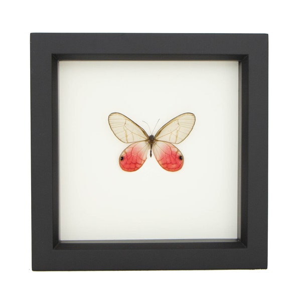 Real Framed Butterfly Display Pink Glasswing