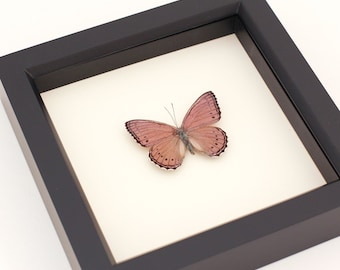 Real Insect Shadowbox Meadow Wanderer Butterfly Crenis pechuelli 6x6