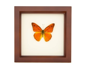 Framed Butterfly Orange Albatross Wedding Gift