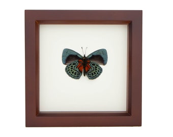 Preserved Butterfly Blue Glory Callithea Optima Art 6x6