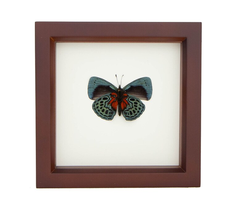 Preserved Butterfly Blue Glory Callithea Optima Art 6x6 - Etsy