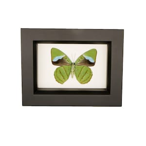 Real Green Olivewing Butterfly Curiosity Box Display 3.5x4.5