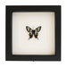 see more listings in the Framed BUTTERFLIES section