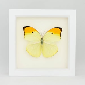 Yellow Brimstone Real Framed Butterfly Insect Display 6x6