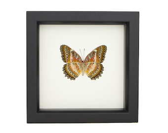 Leopard Lacewing Framed Butterfly Display 6x6