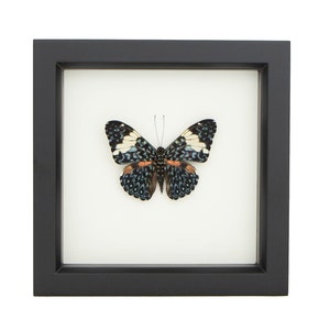 Real Butterfly Art Cracker Butterfly Hamadryas amphinome 6x6