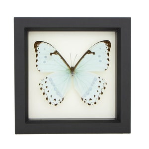 Framed Butterfly Display, Mint Morpho Insect Art image 4