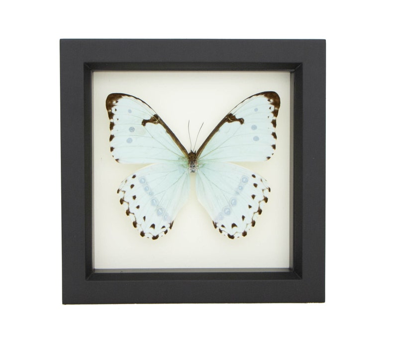 Framed Butterfly Display, Mint Morpho Insect Art image 4