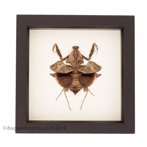 Framed Praying Mantis Deroplatys lobata Insect Display