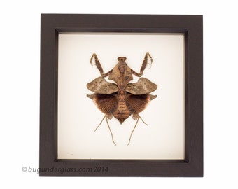 Framed Praying Mantis Deroplatys lobata Insect Display