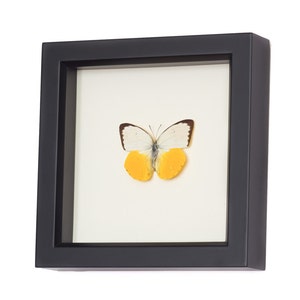 Natural History Museum Butterfly Display With the Orange - Etsy